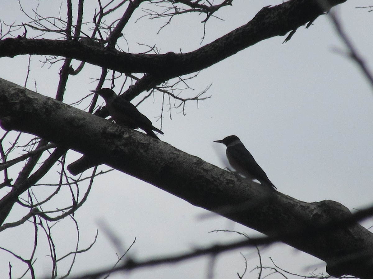 Lewis's Woodpecker - ML578486271