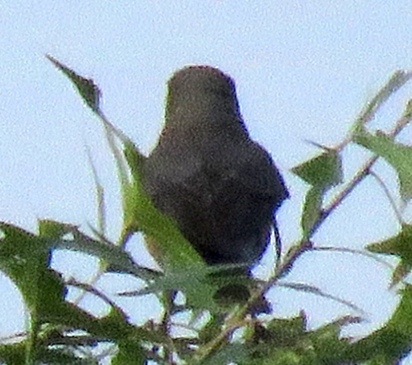 ub. spurvefugl (Passeriformes sp.) - ML578486321