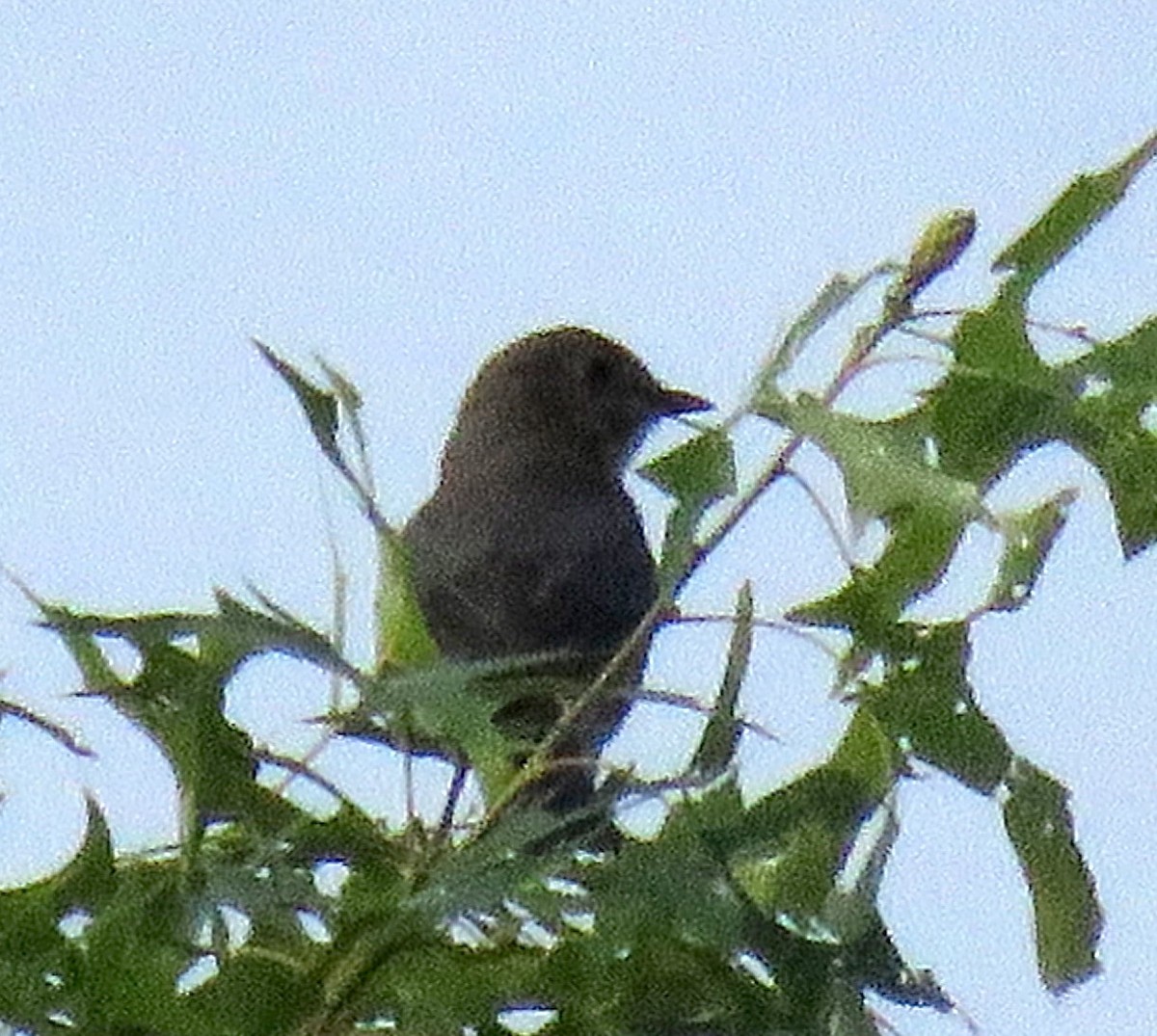 ub. spurvefugl (Passeriformes sp.) - ML578486331