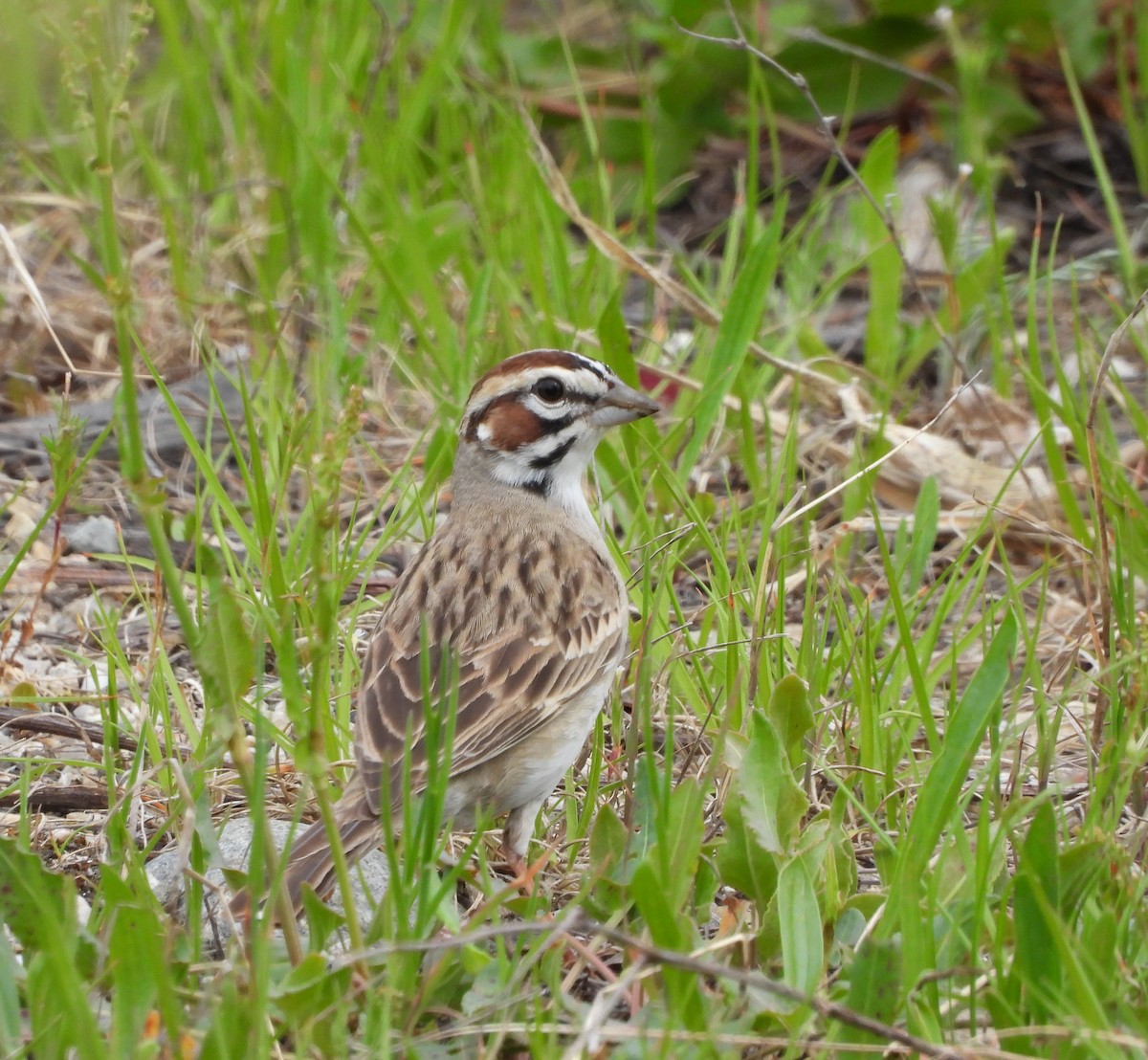 Lark Sparrow - ML578486341