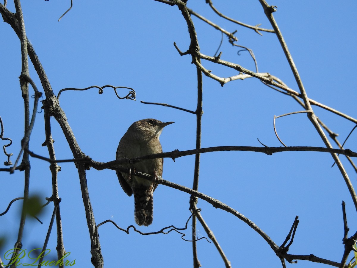 House Wren - Rick Luehrs