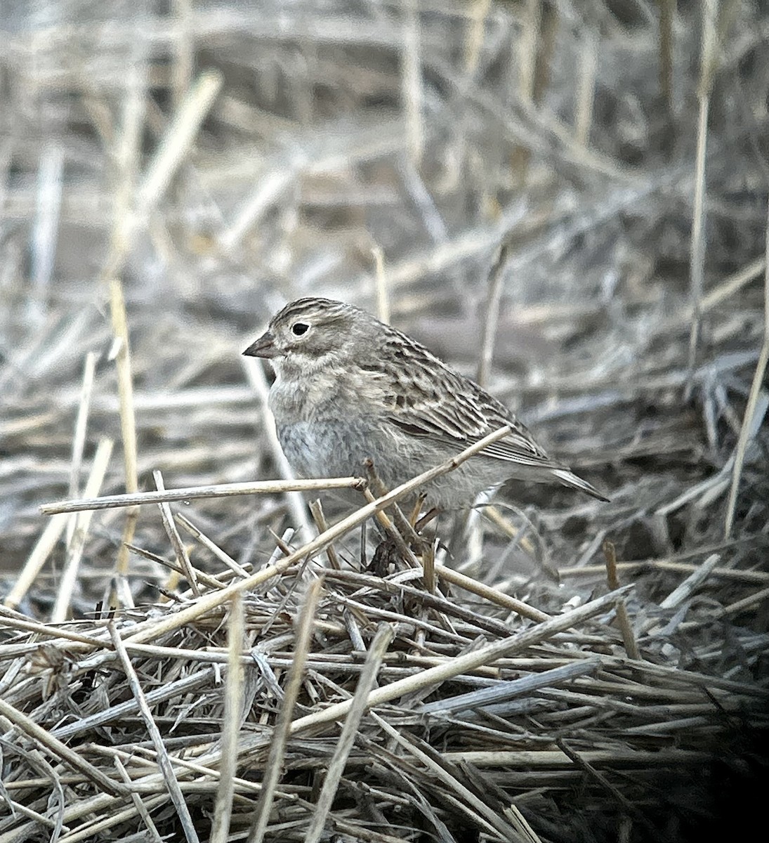 Thick-billed Longspur - ML578487391