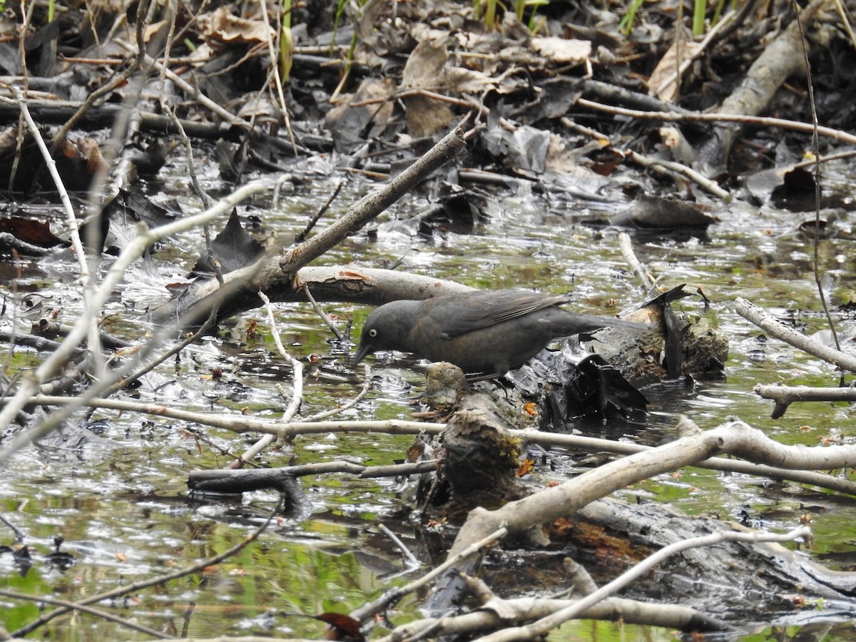 Rusty Blackbird - ML578487771