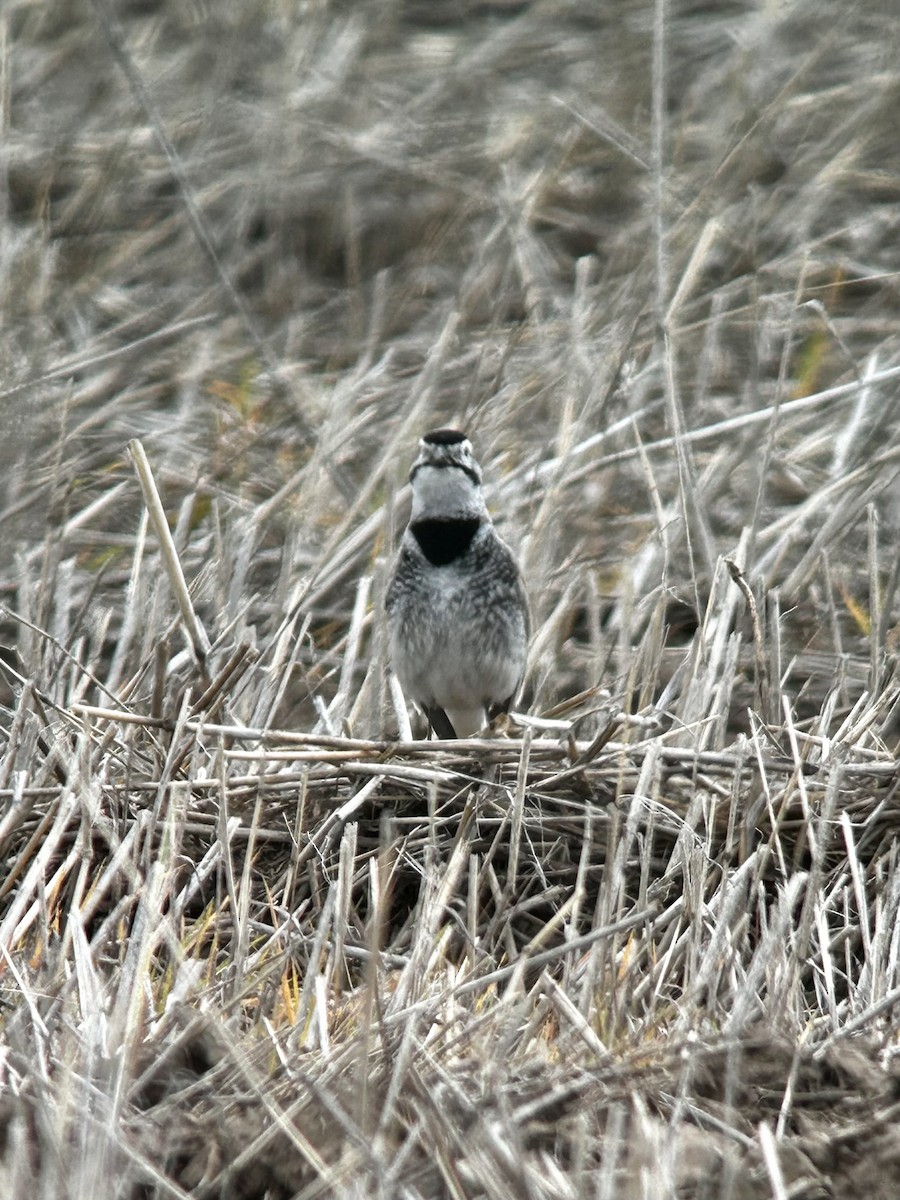 Thick-billed Longspur - ML578487871