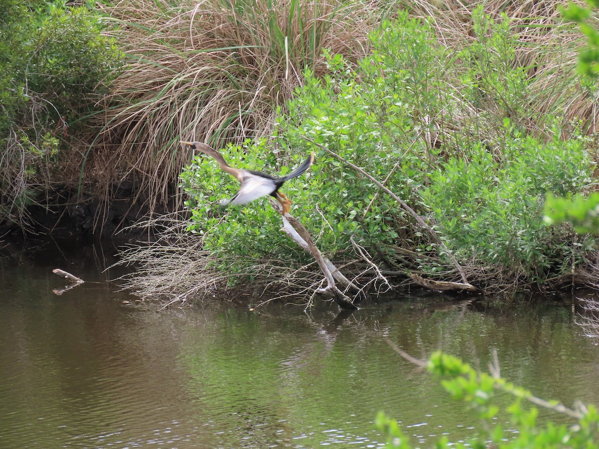 Anhinga d'Amérique - ML578488121