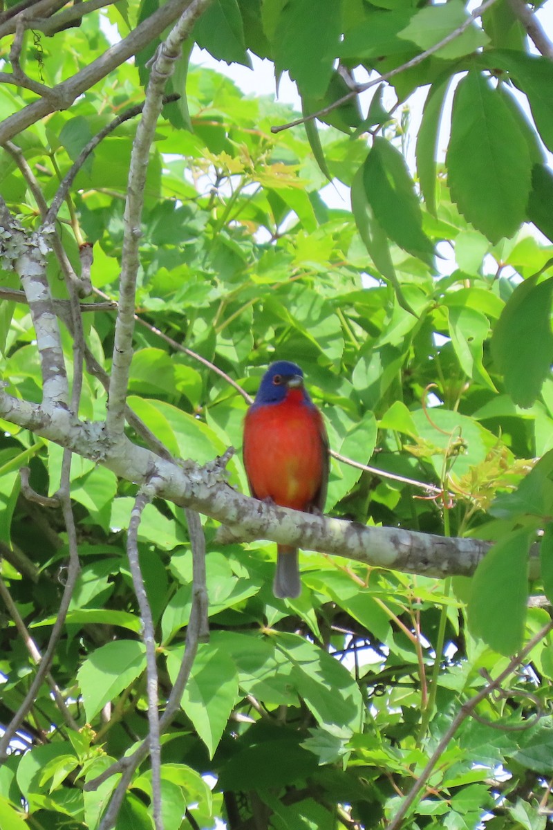 Painted Bunting - Elaine  Douglas