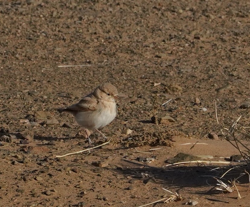 Bar-tailed Lark - ML578489751