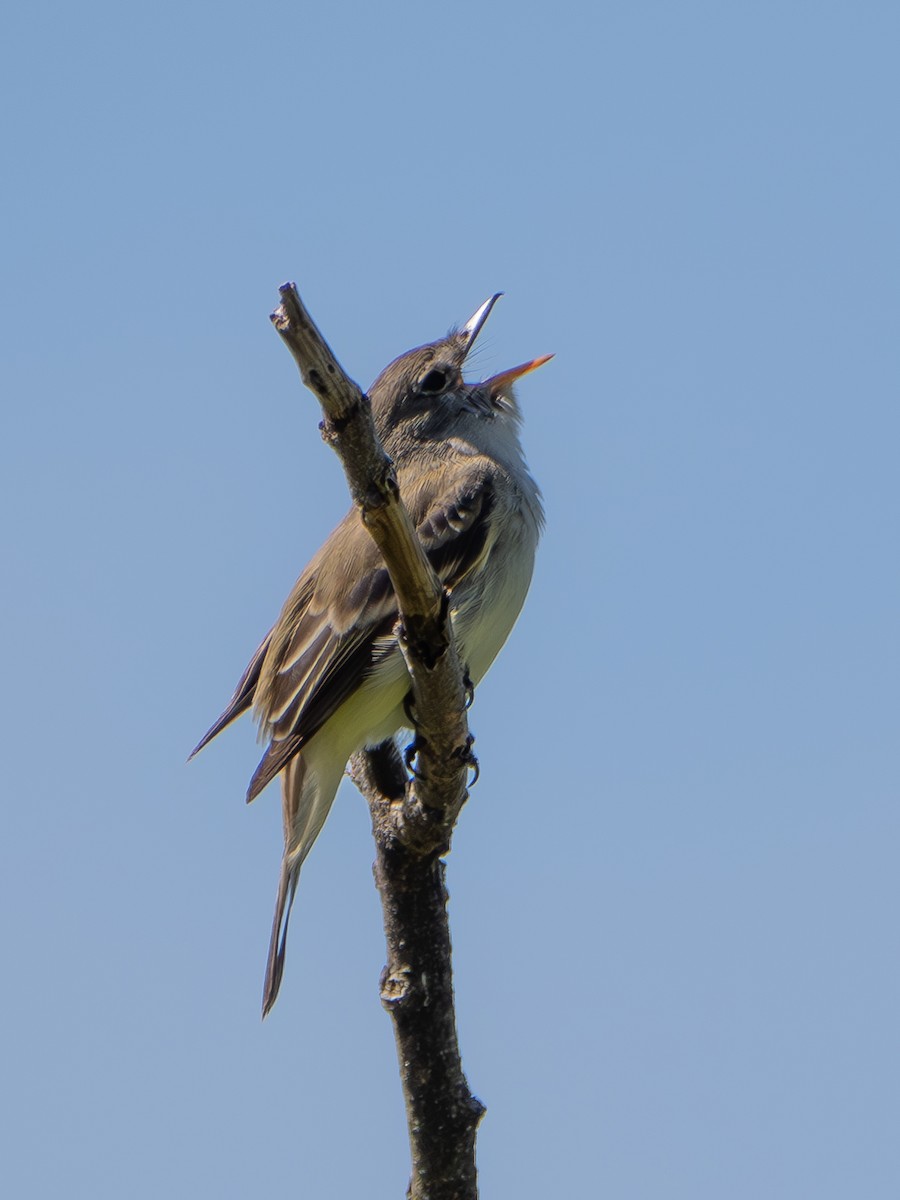 Willow Flycatcher - ML578490011