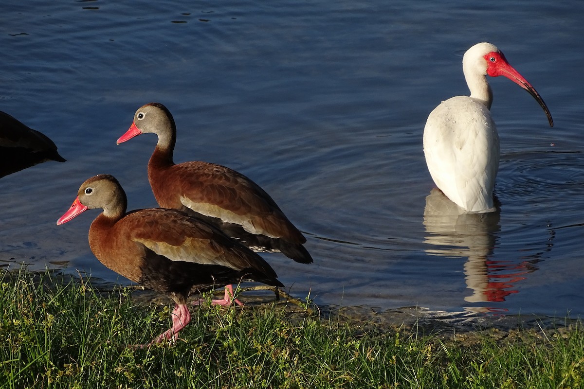 Black-bellied Whistling-Duck - ML578490181