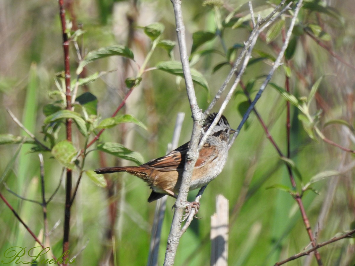 Swamp Sparrow - Rick Luehrs