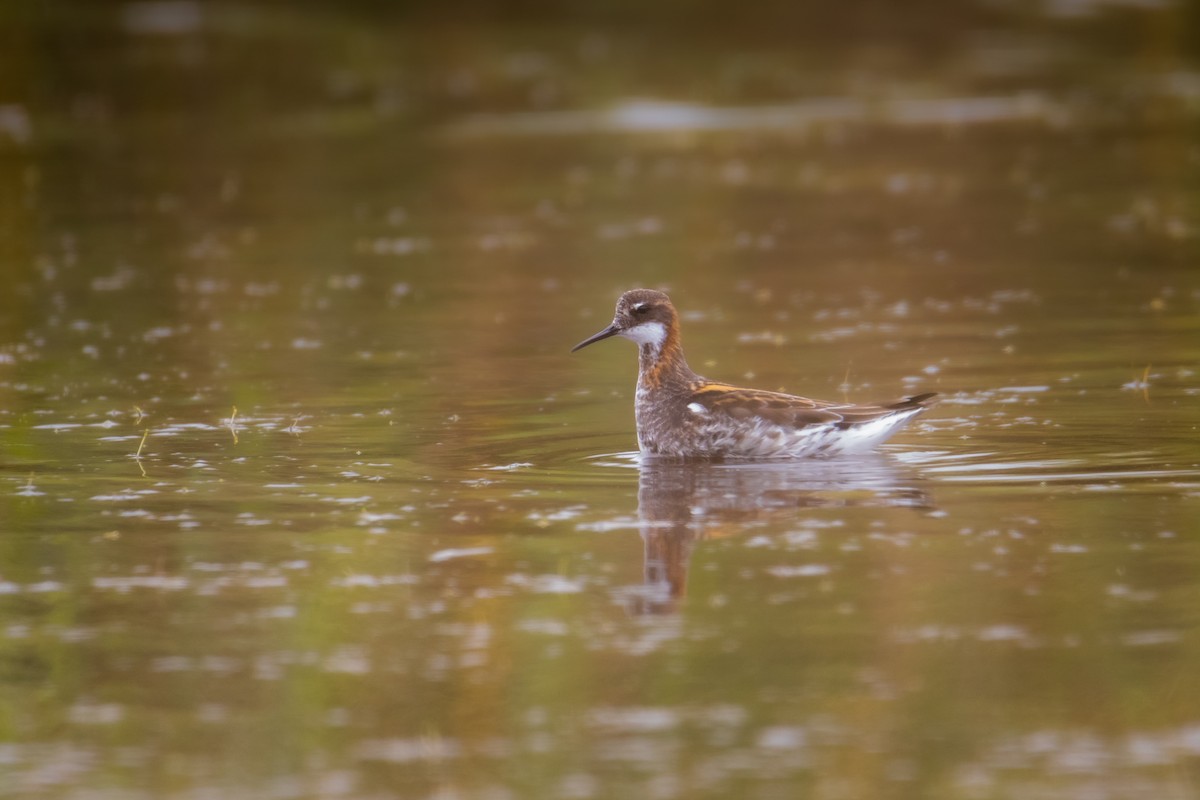 Red-necked Phalarope - Jake Hillygus