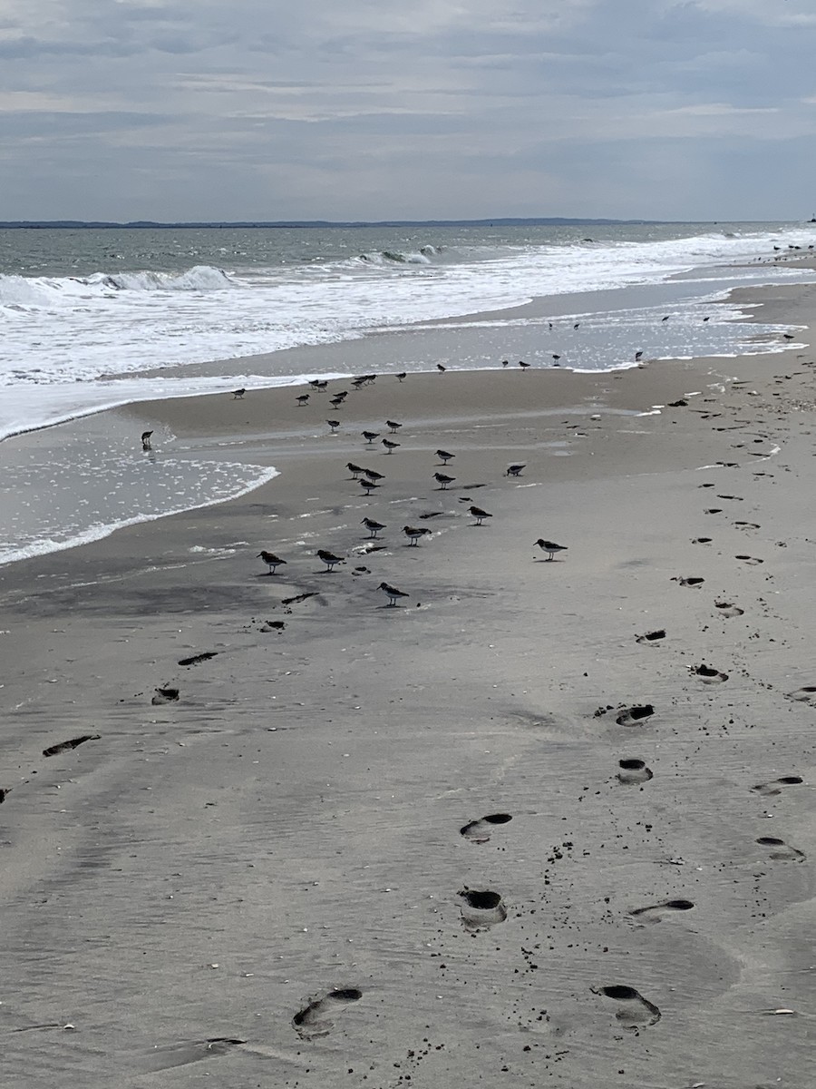 Bécasseau sanderling - ML578490331