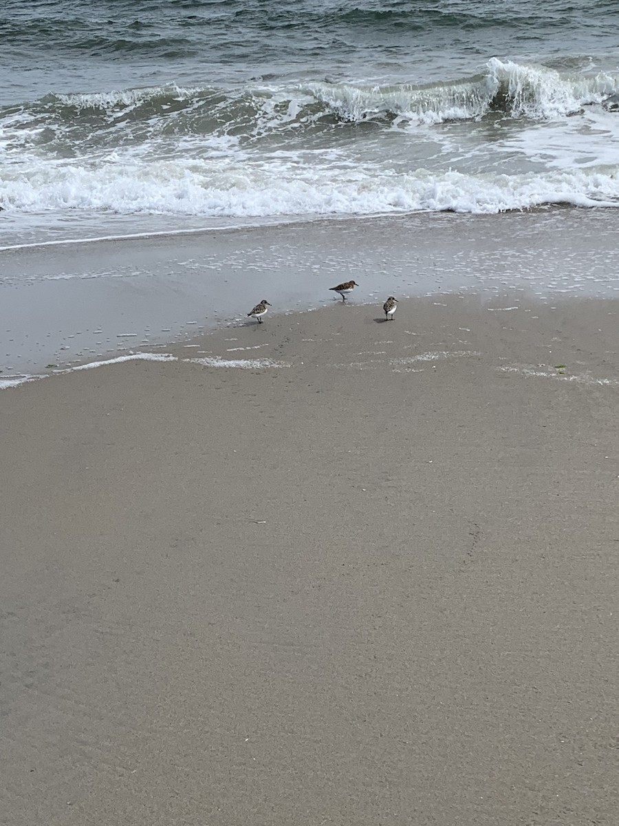 Bécasseau sanderling - ML578490341