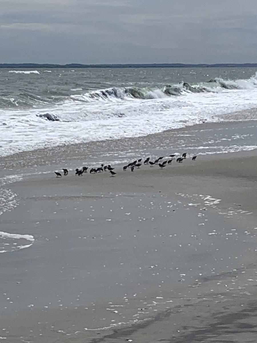 Гурвалж элсэг - ML578490351