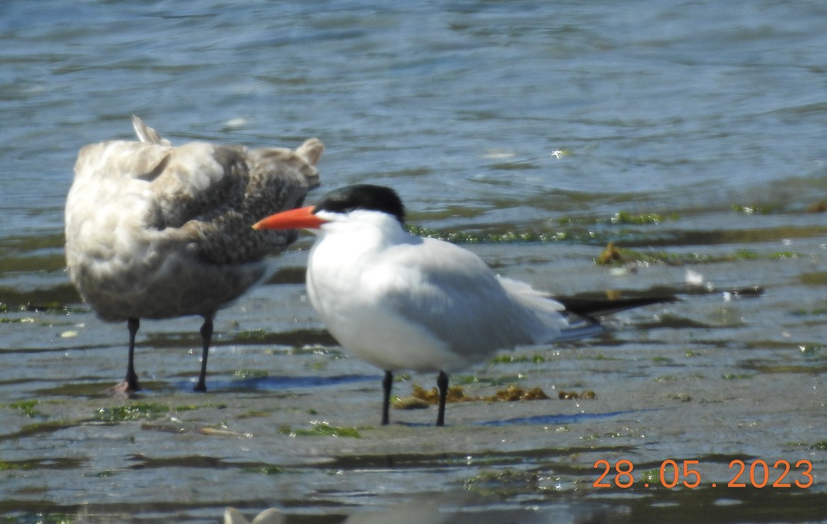 Caspian Tern - ML578490361