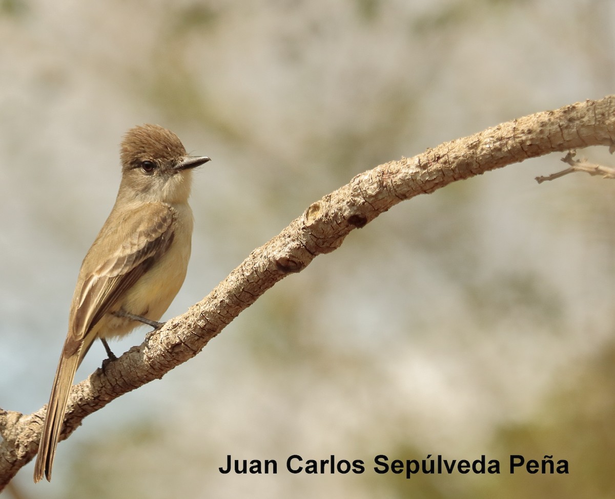 La Sagra's Flycatcher - Juan Carlos Sepúlveda-Peña