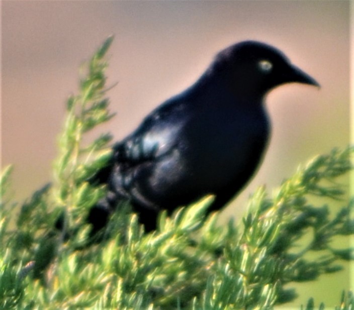 Brewer's Blackbird - ML578490621