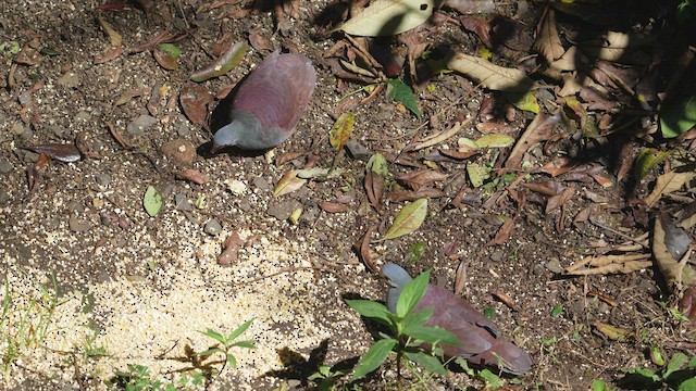 Colombe du Costa Rica - ML578492711