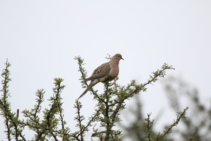 Mourning Dove - ML578493441