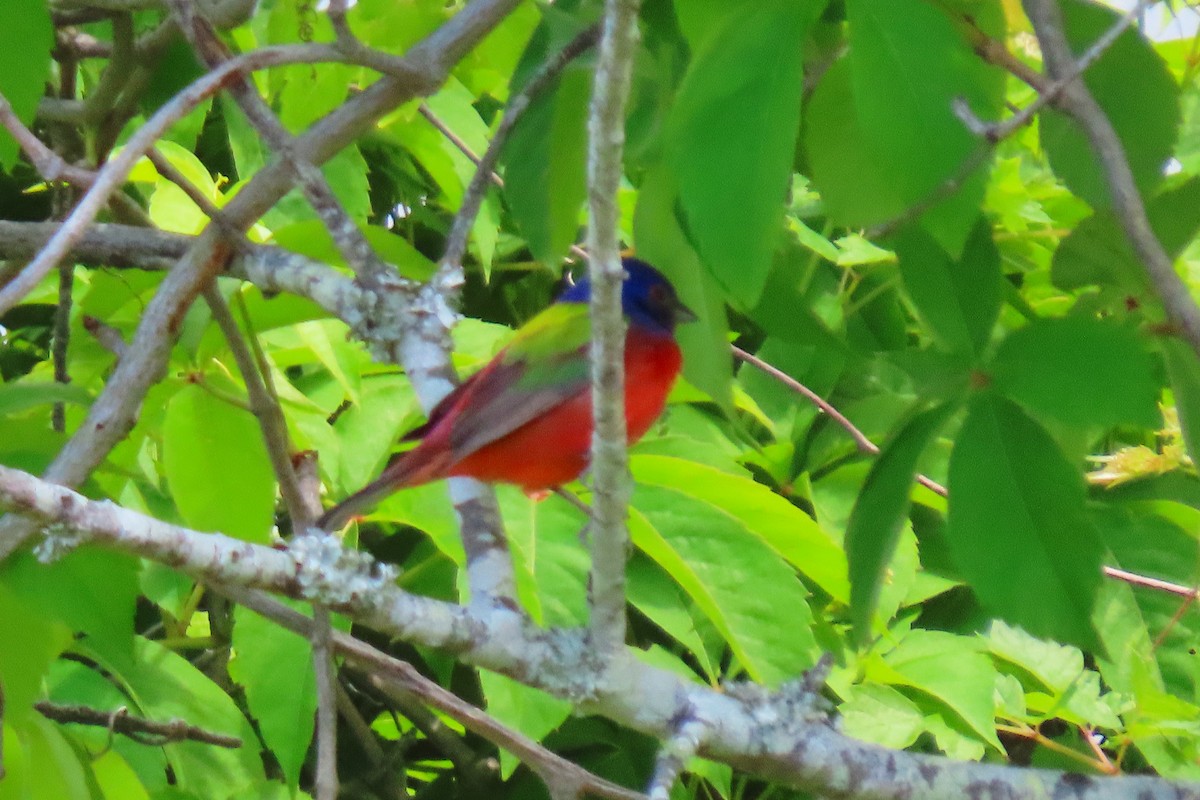 Painted Bunting - Elaine  Douglas