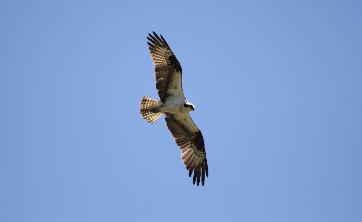 Águila Pescadora - ML578494181