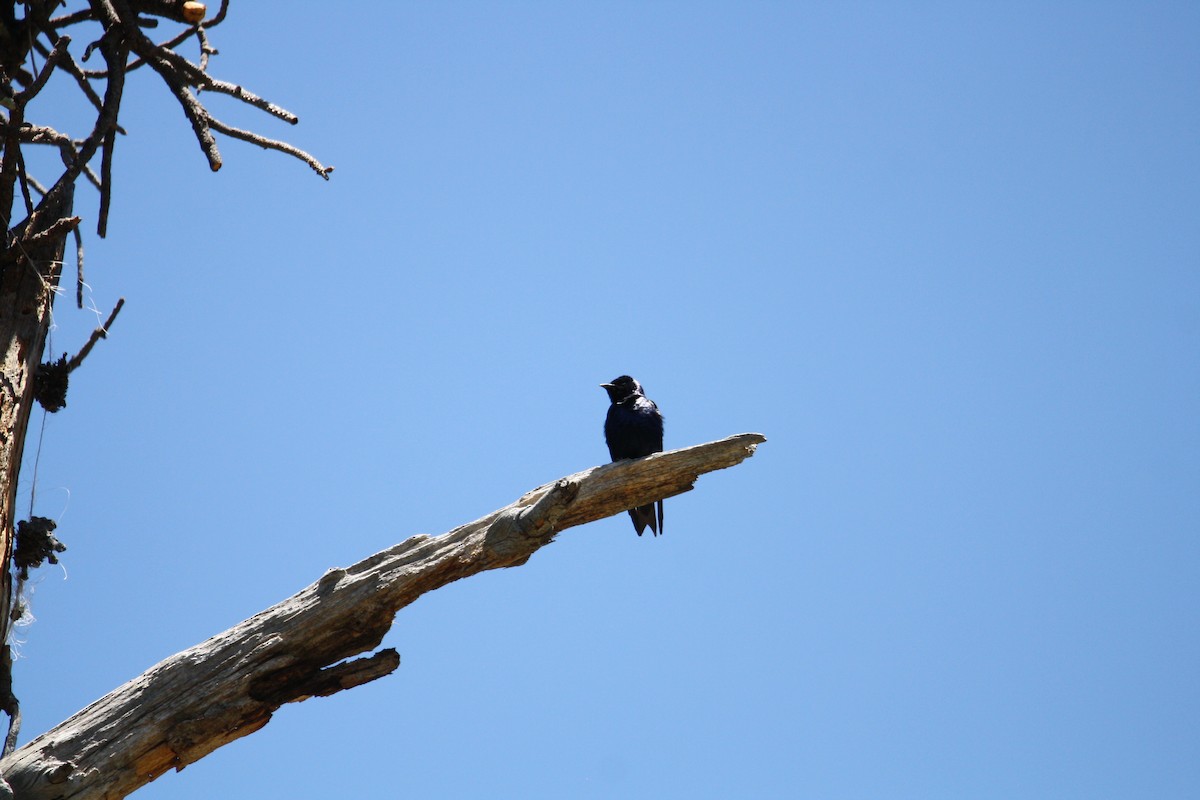 Purple Martin - ML578494331