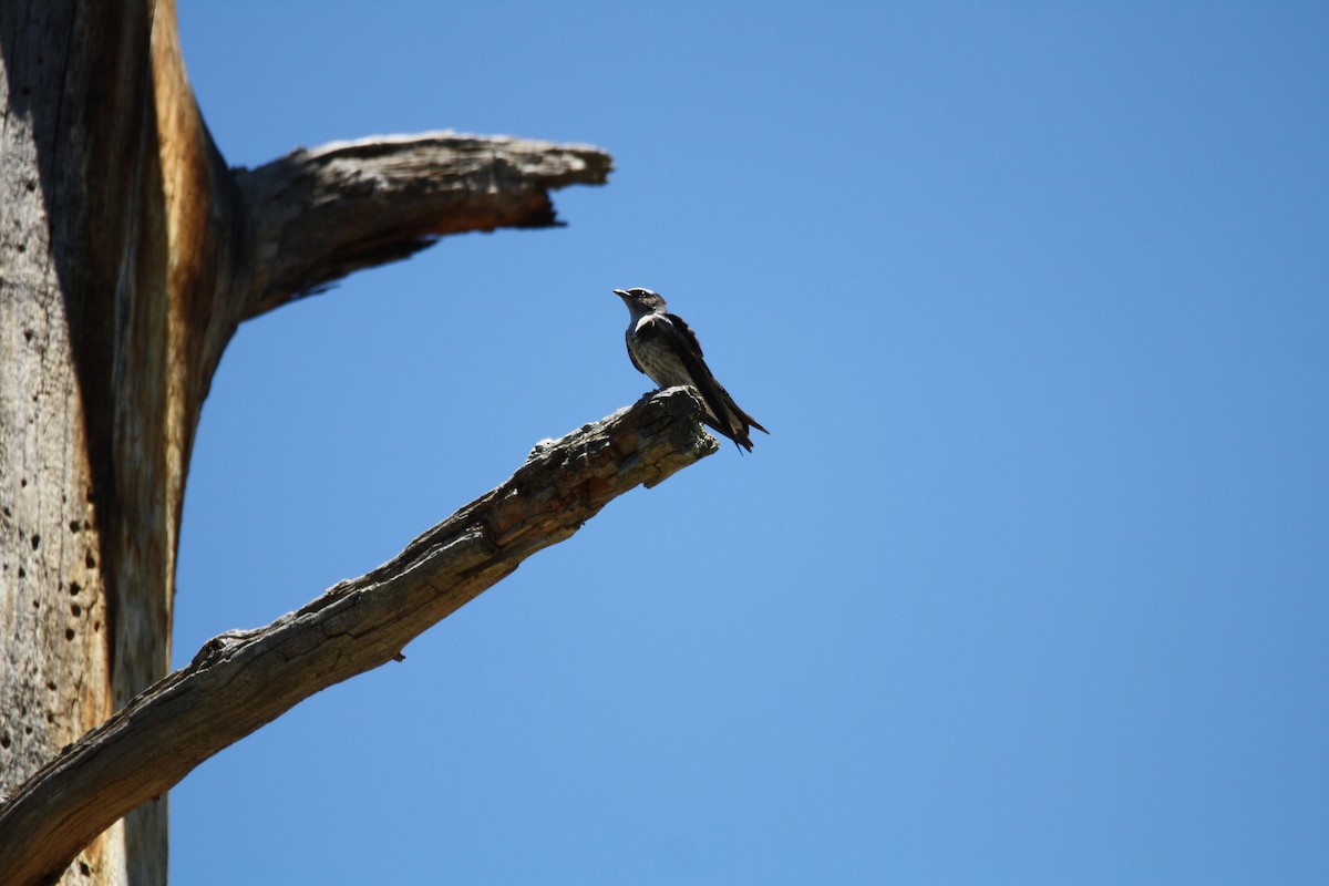 Purple Martin - ML578494341