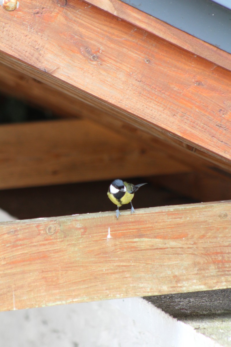 Mésange charbonnière - ML578495141