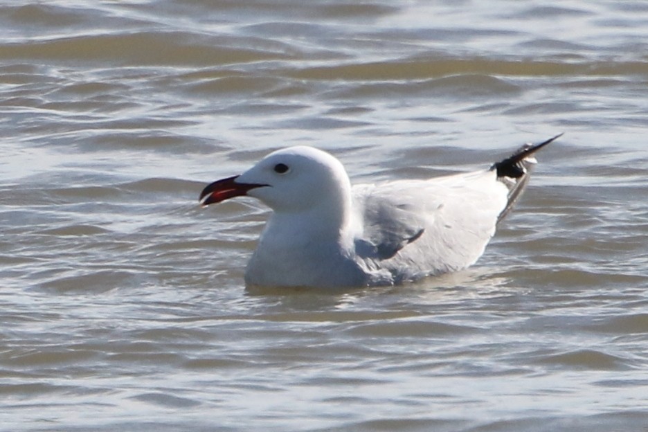 racek zelenonohý - ML57849531