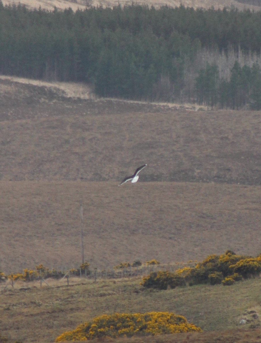 Great Black-backed Gull - ML578495571