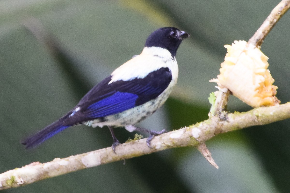 Black-headed Tanager - ML578495681