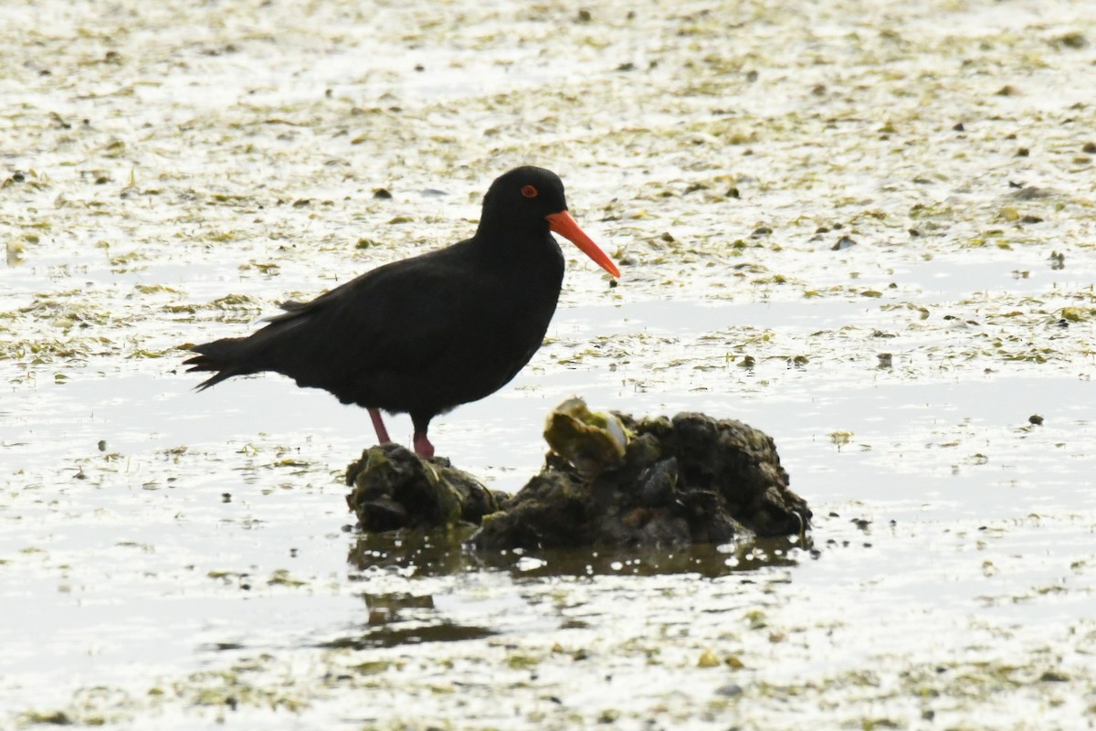 Sooty Oystercatcher - James Cosgrove