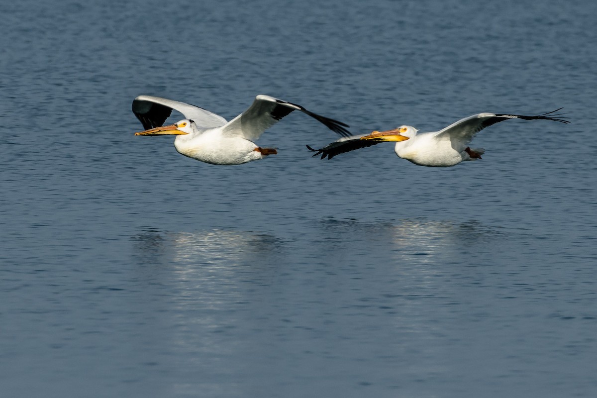 American White Pelican - ML578496071