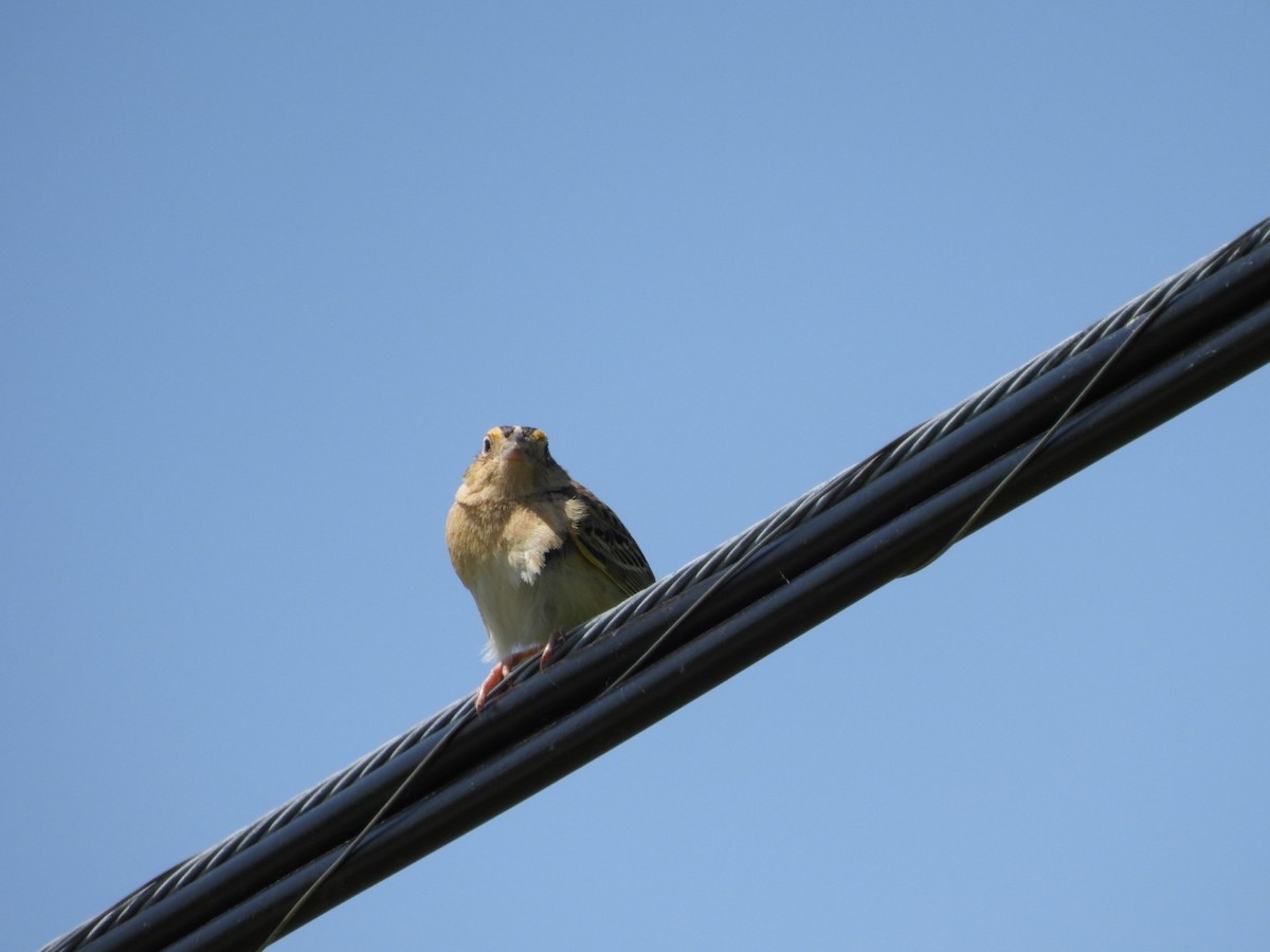 Grasshopper Sparrow - ML578496091