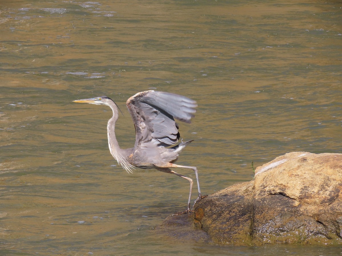 Great Blue Heron - Elaine  Douglas