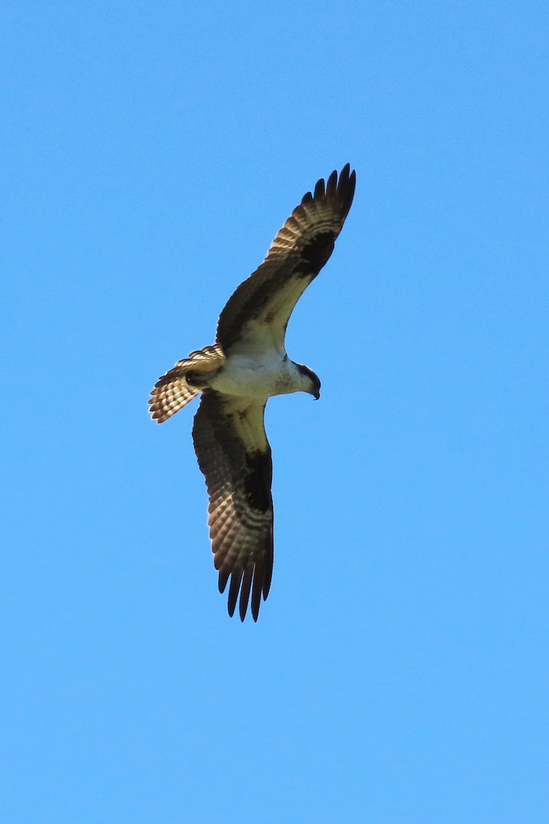 Águila Pescadora - ML578496871