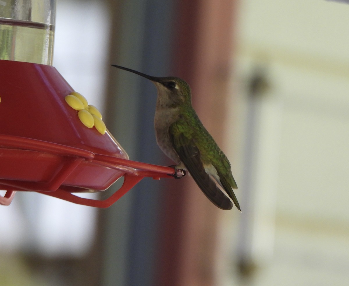 Black-chinned Hummingbird - ML578496911