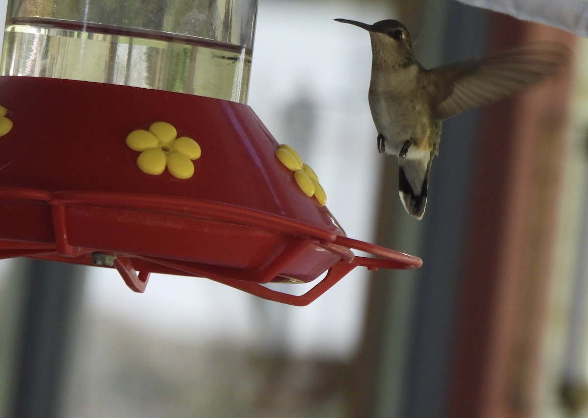 Black-chinned Hummingbird - ML578496921