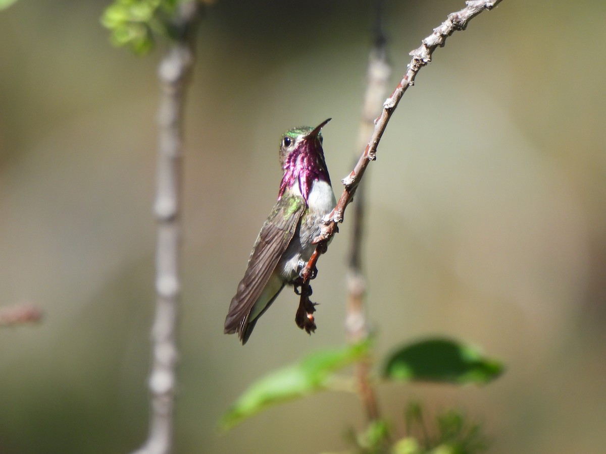 Calliope Hummingbird - Suzy Wright