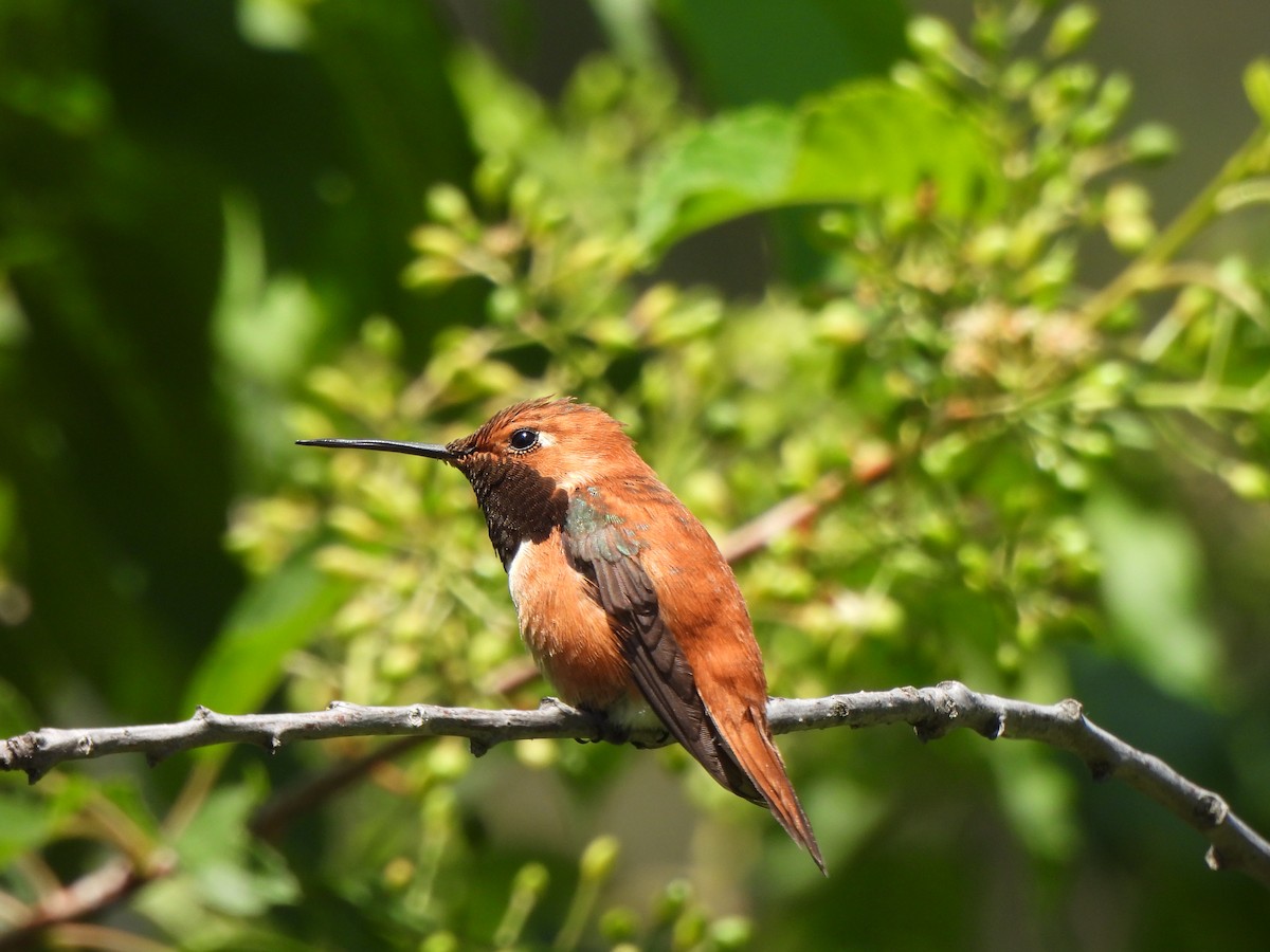 Rufous Hummingbird - ML578498061