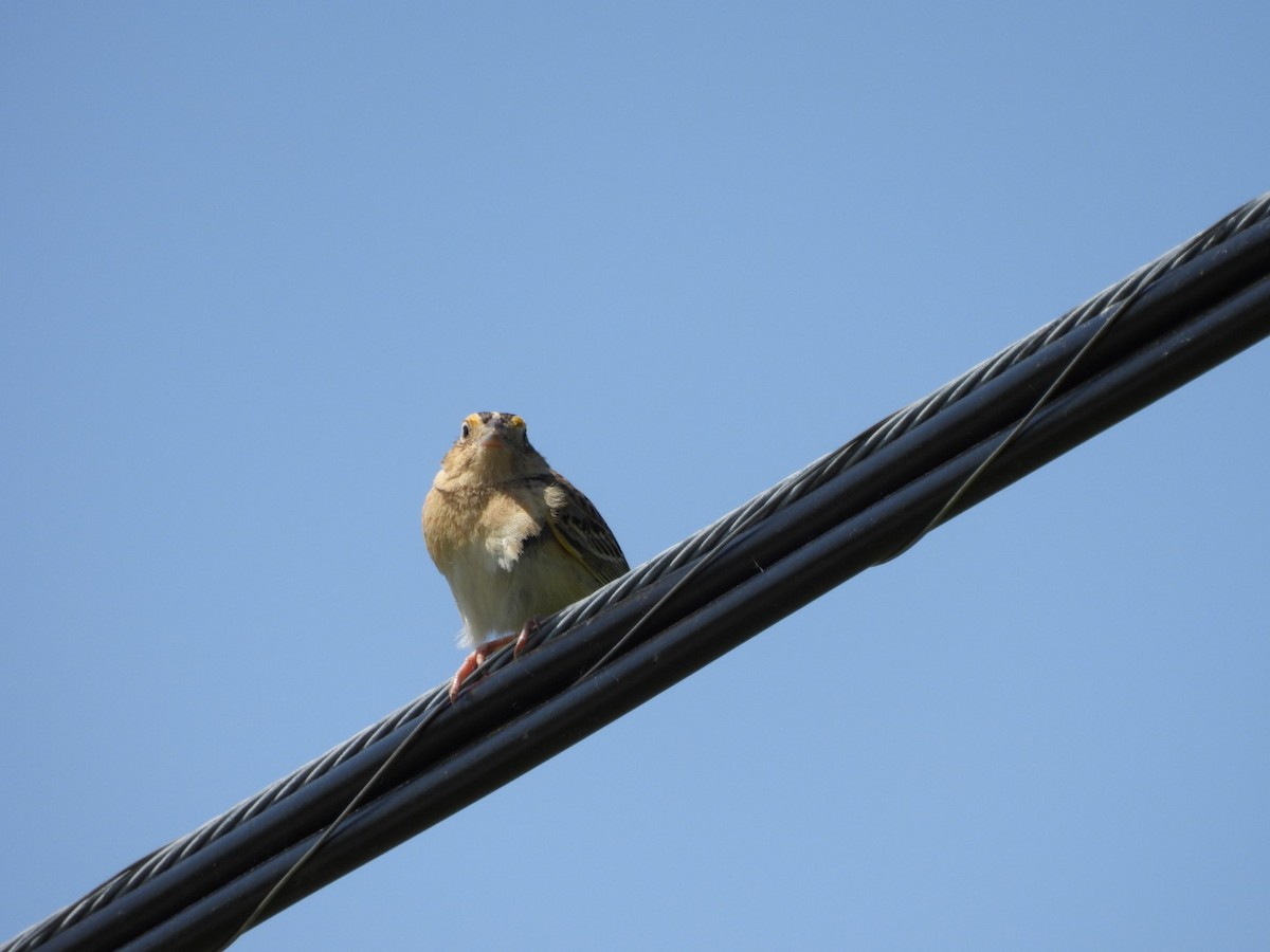 Grasshopper Sparrow - ML578498381