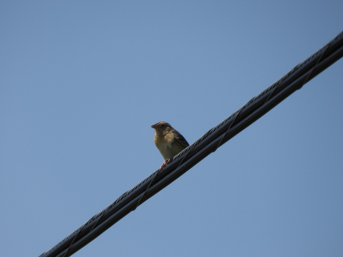 Grasshopper Sparrow - ML578498401