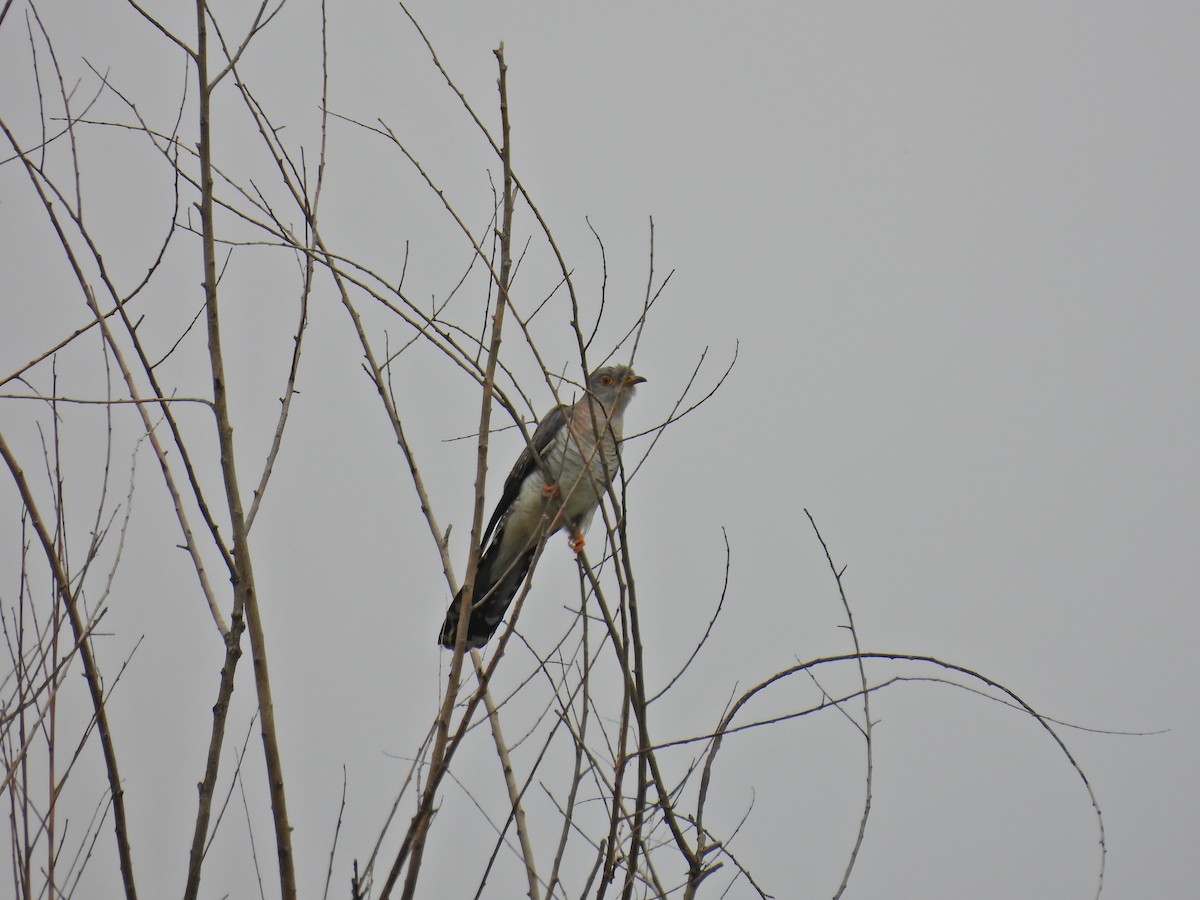 Common Cuckoo - ML578498681