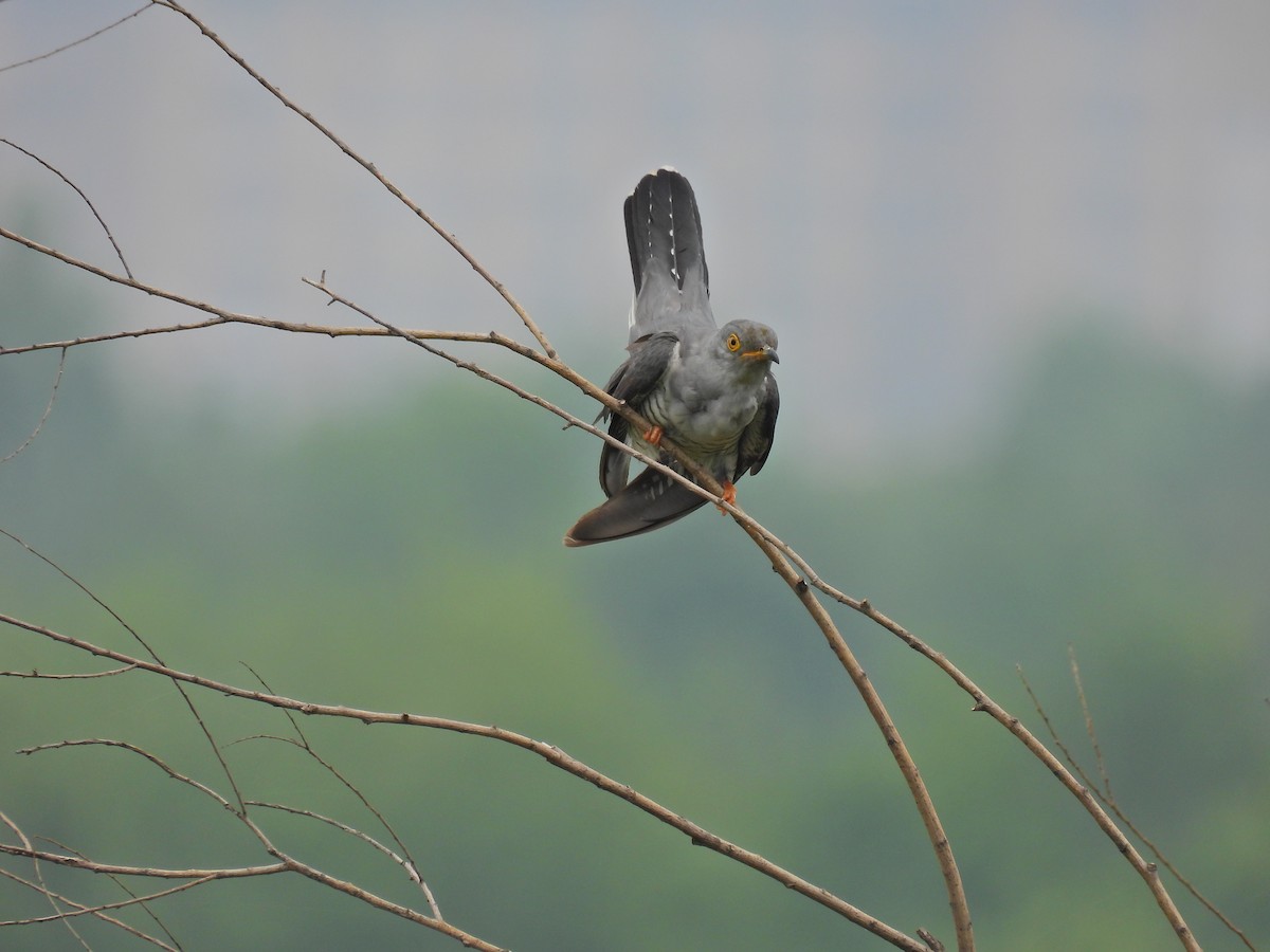 Common Cuckoo - ML578498701