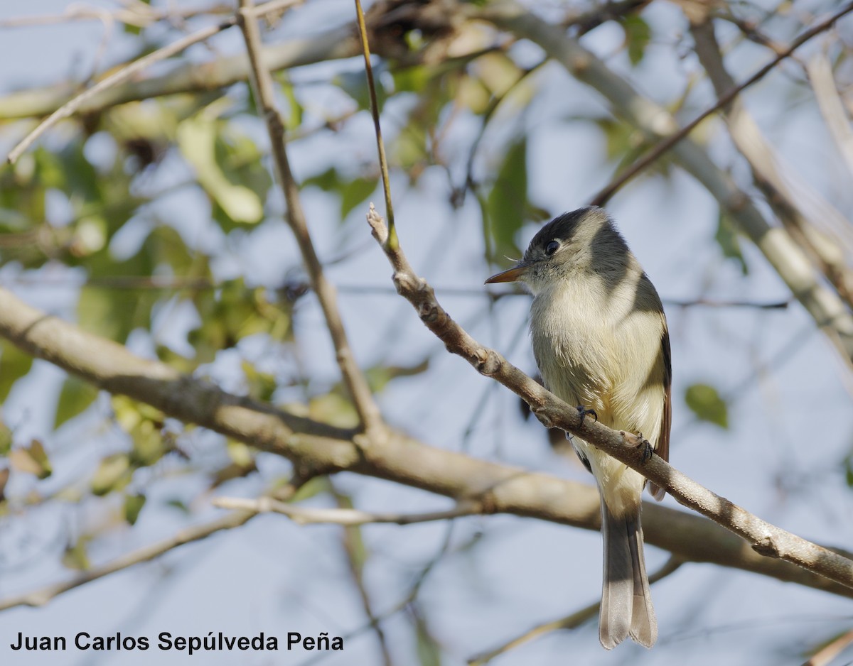 Cuban Pewee - ML57849901