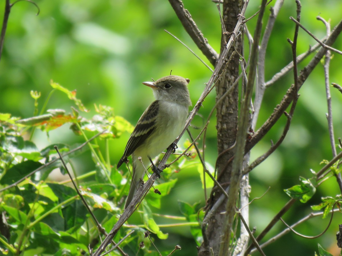 Willow Flycatcher - ML57849921