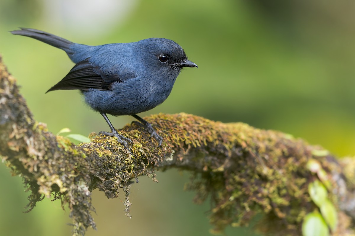 Blue-gray Robin - Dubi Shapiro