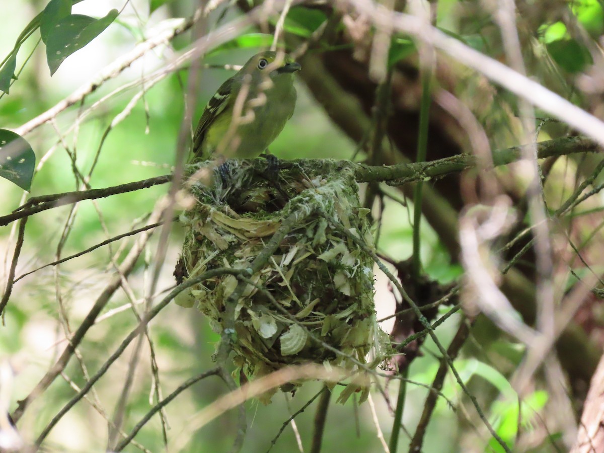 White-eyed Vireo - Elaine  Douglas