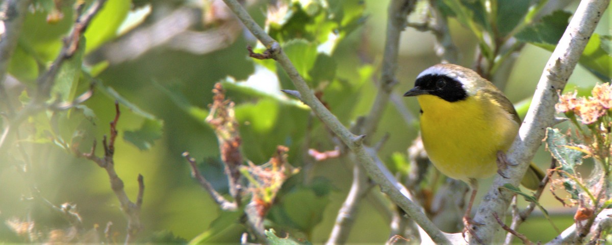 Common Yellowthroat - ML578500461