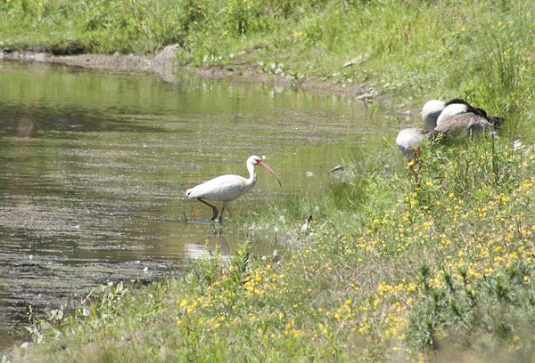 White Ibis - ML57850061